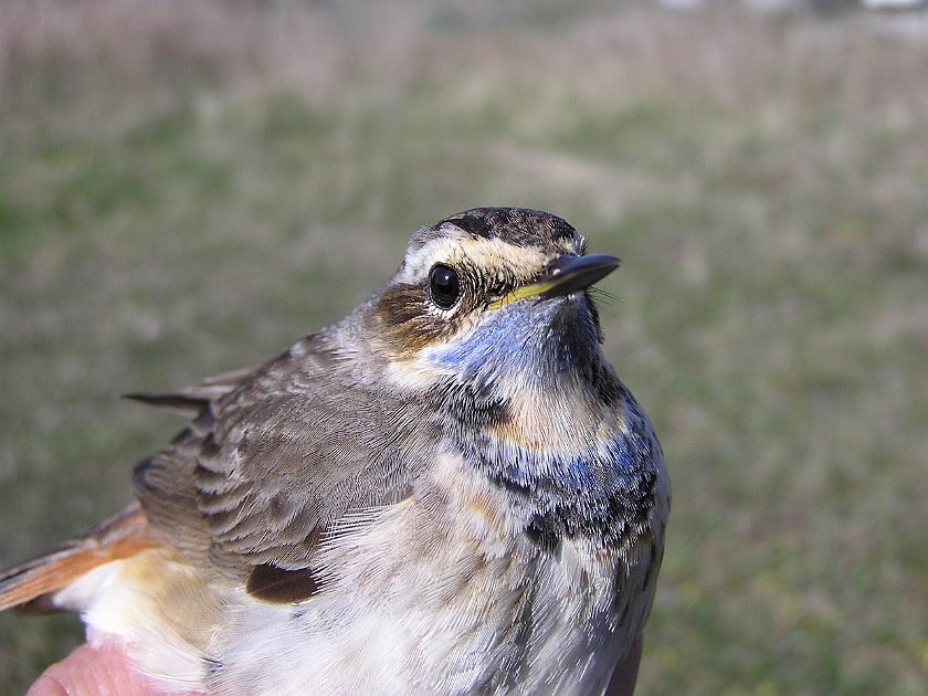 Bluethroat, Sundre 20050514